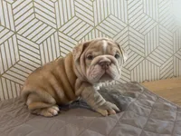Lily, a female English Bulldog for sale in Delaware, OH – 9 of 10