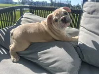 Lola, a female English Bulldog for sale in Delaware, OH – 3 of 10