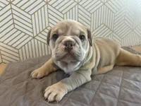 Lola, a female English Bulldog for sale in Delaware, OH – 10 of 10