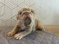 Lucy, a female English Bulldog for sale in Delaware, OH – 8 of 10