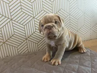 Lucy, a female English Bulldog for sale in Delaware, OH – 9 of 10