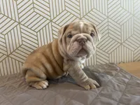 Lily, a female English Bulldog for sale in Delaware, OH – 4 of 10