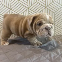 Lily, a female English Bulldog for sale in Delaware, OH – 5 of 10