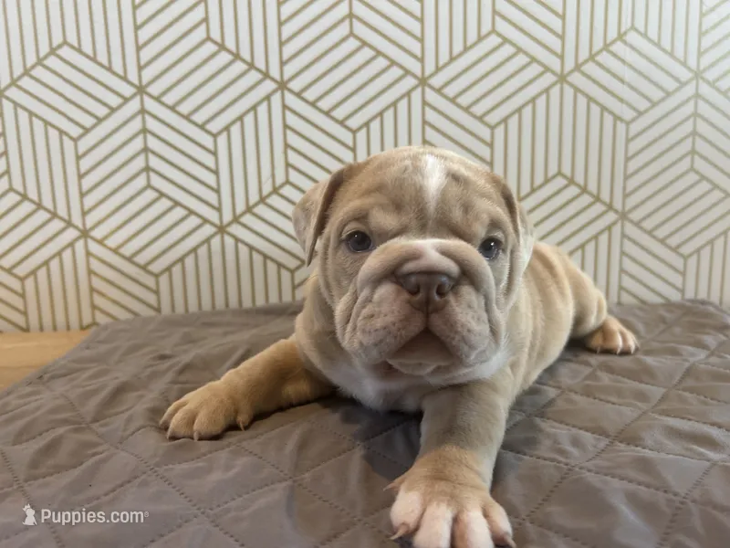 Lily – English Bulldog puppy for sale in Delaware, OH