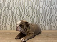 processed/8a8efeea-983c-428d-acda-6a51b6f770fb/listing/50491d1e-f199-4565-a6b8-7458430d3bea/5b126bd3-50e7-48b5-a35a-04d8c30dc5e7