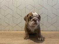 processed/8a8efeea-983c-428d-acda-6a51b6f770fb/listing/50491d1e-f199-4565-a6b8-7458430d3bea/f2fa51a6-cb80-4099-92d5-6435b971c2e6