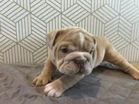 Lily, a female English Bulldog for sale in Delaware, OH – 10 of 10