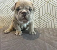 Lola, a female English Bulldog for sale in Delaware, OH – 4 of 10