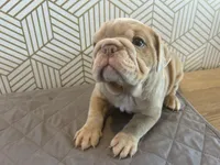 Lucy, a female English Bulldog for sale in Delaware, OH – 10 of 10