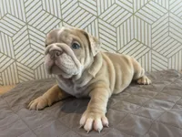 Lily, a female English Bulldog for sale in Delaware, OH – 2 of 10