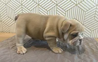 Lola, a female English Bulldog for sale in Delaware, OH – 8 of 10