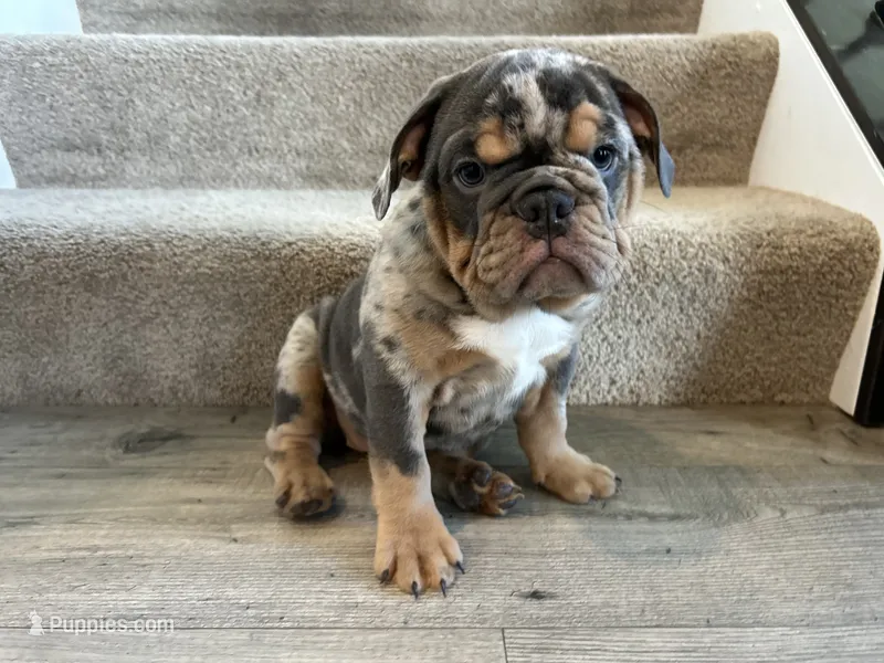 Mable – English Bulldog puppy for sale in Delaware, OH