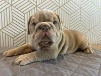 Lucy, a female English Bulldog for sale in Delaware, OH – 6 of 10