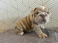 Lily, a female English Bulldog for sale in Delaware, OH – 7 of 10