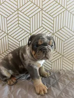 Mable, a female English Bulldog for sale in Delaware, OH – 3 of 7