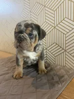 Mable, a female English Bulldog for sale in Delaware, OH – 2 of 7