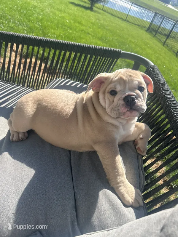 Lola – English Bulldog puppy for sale in Delaware, OH