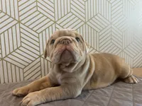 Lucy, a female English Bulldog for sale in Delaware, OH – 7 of 10