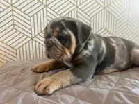 Mable, a female English Bulldog for sale in Delaware, OH – 6 of 7