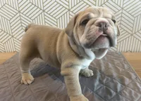 Lola, a female English Bulldog for sale in Delaware, OH – 9 of 10