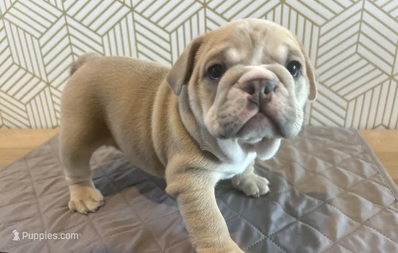 Lola – English Bulldog puppy for sale in Delaware, OH
