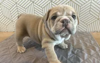 Lola, a female English Bulldog for sale in Delaware, OH – 1 of 10
