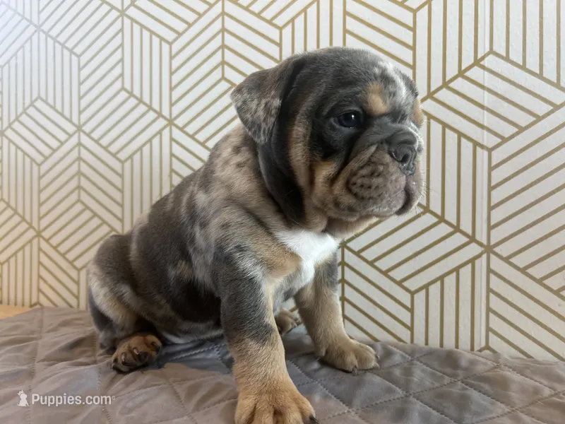 Mable – English Bulldog puppy for sale in Delaware, OH