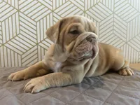 Lucy, a female English Bulldog for sale in Delaware, OH – 3 of 10