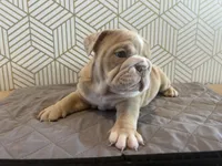 Lily, a female English Bulldog for sale in Delaware, OH – 3 of 10