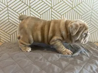 Lily, a female English Bulldog for sale in Delaware, OH – 6 of 10