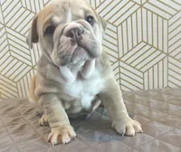 Lola, a female English Bulldog for sale in Delaware, OH – 2 of 10