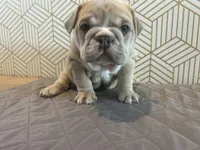Lola, a female English Bulldog for sale in Delaware, OH – 3 of 10