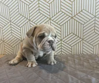 Lola, a female English Bulldog for sale in Delaware, OH – 5 of 10