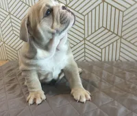 Lola, a female English Bulldog for sale in Delaware, OH – 7 of 10