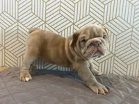 Lucy, a female English Bulldog for sale in Delaware, OH – 1 of 10