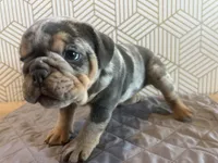 Mable, a female English Bulldog for sale in Delaware, OH – 7 of 7