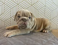 Lucy, a female English Bulldog for sale in Delaware, OH – 4 of 10