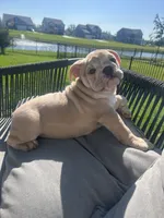 Lola, a female English Bulldog for sale in Delaware, OH – 2 of 10