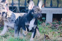 Rolo, a female French Bulldog for sale in Zionsville, IN – Photo 3 of 6