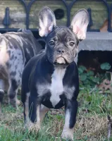 Rolo, a female French Bulldog for sale in Zionsville, IN – Photo 2 of 6