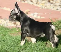 Rolo, a female French Bulldog for sale in Zionsville, IN – Photo 4 of 6