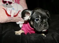 Rolo, a female French Bulldog for sale in Zionsville, IN – Photo 4 of 7