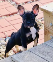 Rolo, a female French Bulldog for sale in Zionsville, IN – Photo 1 of 6