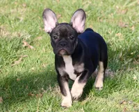 Rolo, a female French Bulldog for sale in Zionsville, IN – Photo 5 of 6