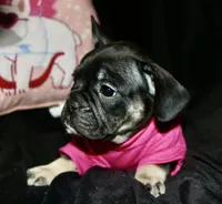 Rolo, a female French Bulldog for sale in Zionsville, IN – Photo 6 of 7