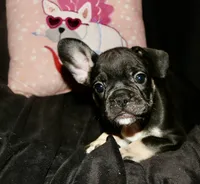 Rolo, a female French Bulldog for sale in Zionsville, IN – Photo 1 of 7