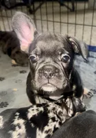 Rolo, a female French Bulldog for sale in Zionsville, IN – Photo 3 of 7