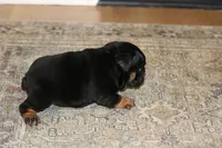 Licorice, a female English Bulldog for sale in Zionsville, IN – 4 of 5