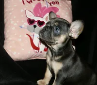 Hershey, a female French Bulldog for sale in Zionsville, IN – Photo 8 of 9