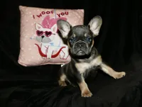 Hershey, a female French Bulldog for sale in Zionsville, IN – Photo 7 of 9